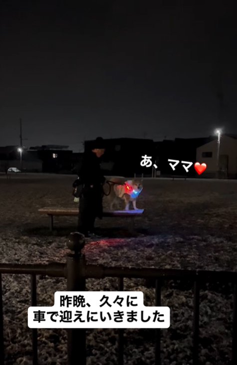夜の散歩をする柴犬と飼い主