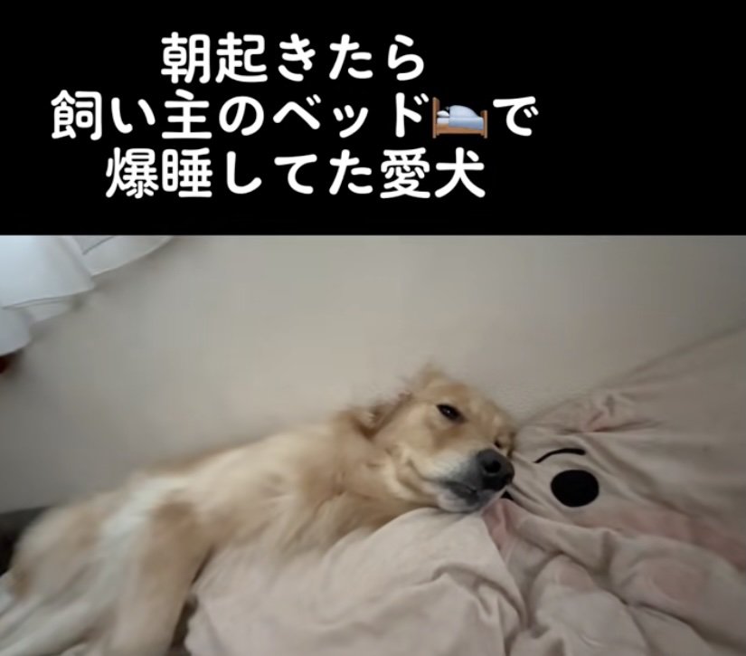 まだまだ眠そうなトリッシュちゃん
