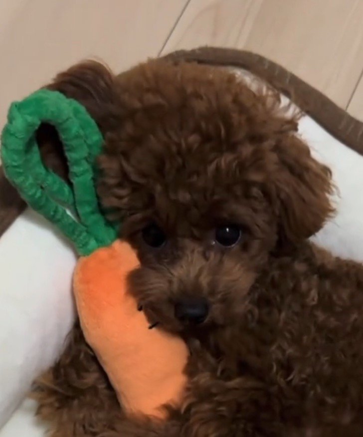 ぬいぐるみに顔を乗せる子犬