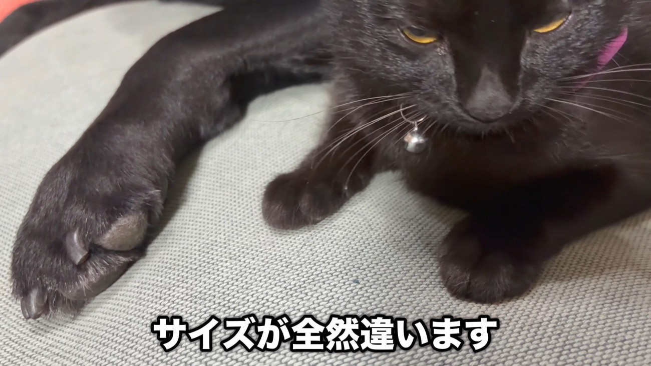 サイズ差も愛おしい♡