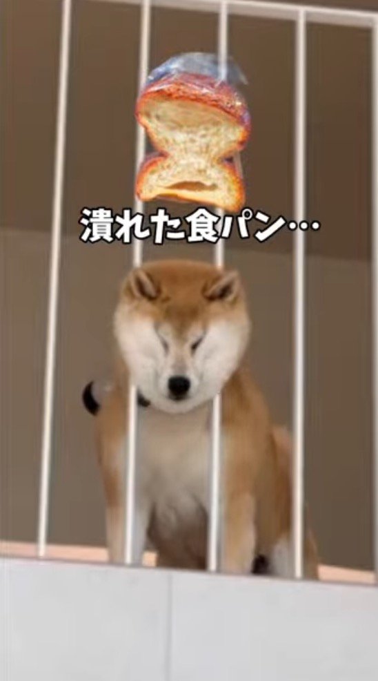 顔が柵に圧迫されて、潰れた食パンのような顔になっている犬