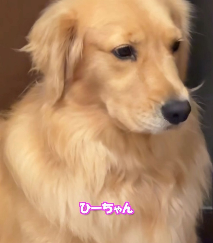 目をそらす犬