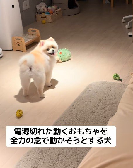 素直すぎるポポちゃんでした