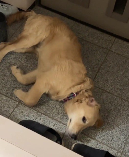 「また寝るね…」