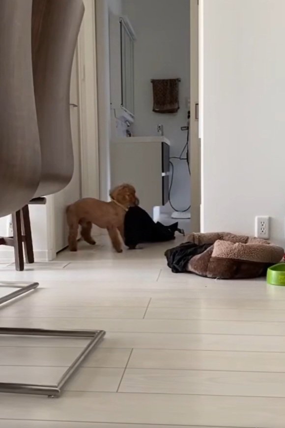 ズボンが重たいりゅっくちゃん