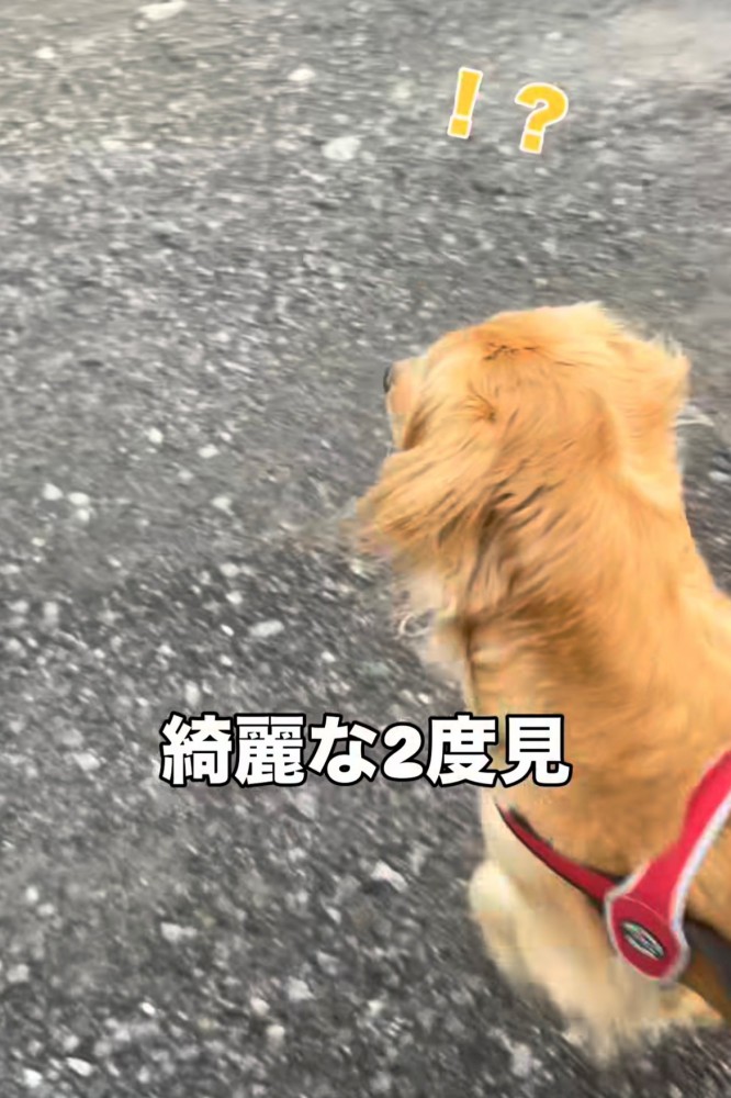 道の先を見つめて二度見する犬