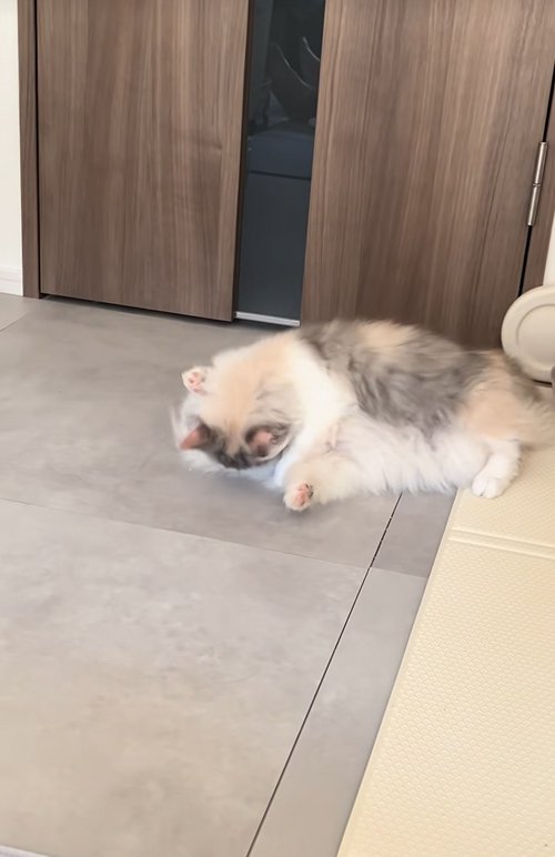 子犬の上に乗る子猫