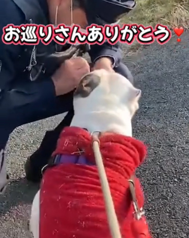 おやつをねだる犬