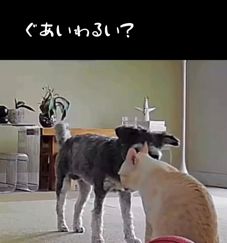 猫の顔をのぞき込む犬