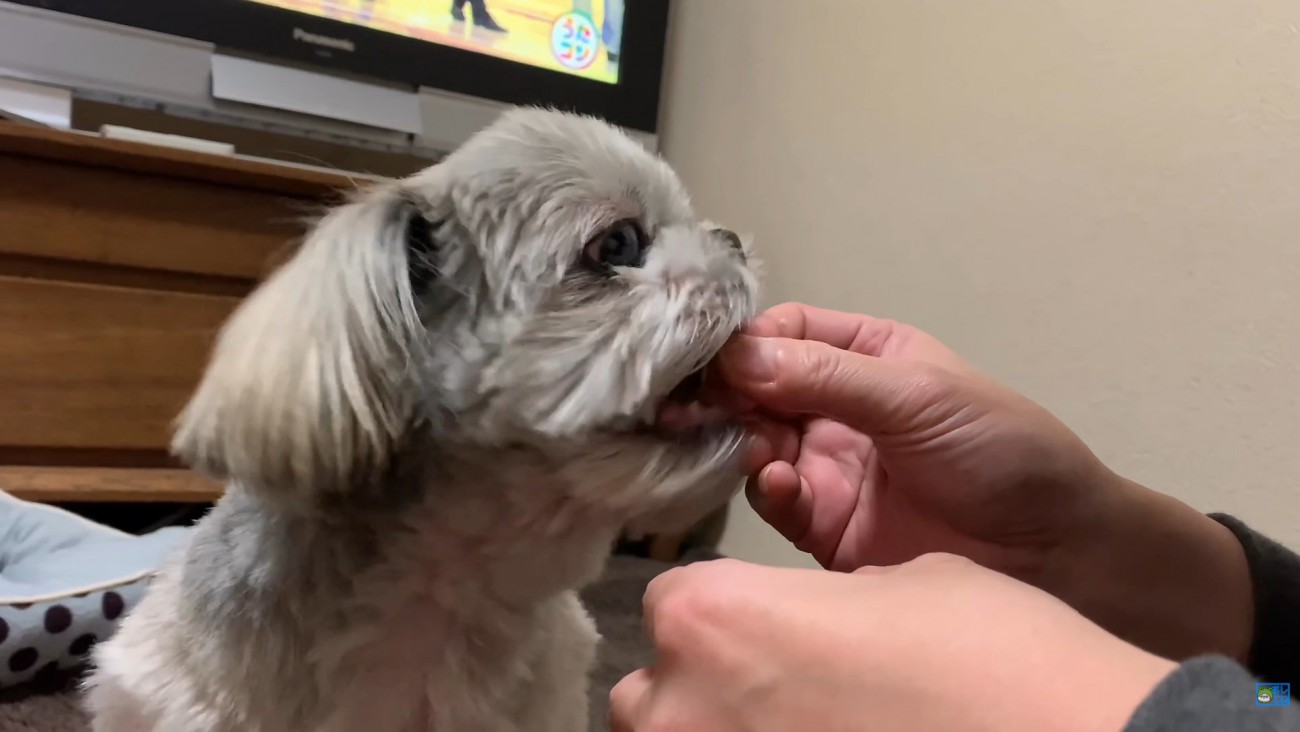 みかんを食べたいてんぽさん8