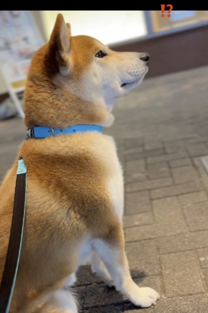 忠犬ハチ公のよう