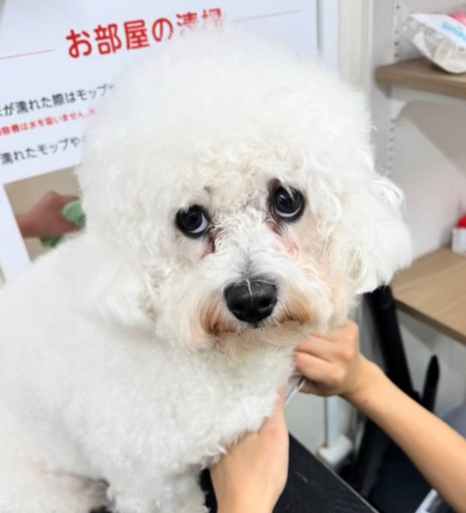 トリミング台に乗って、カメラを上目使いで見つめる犬