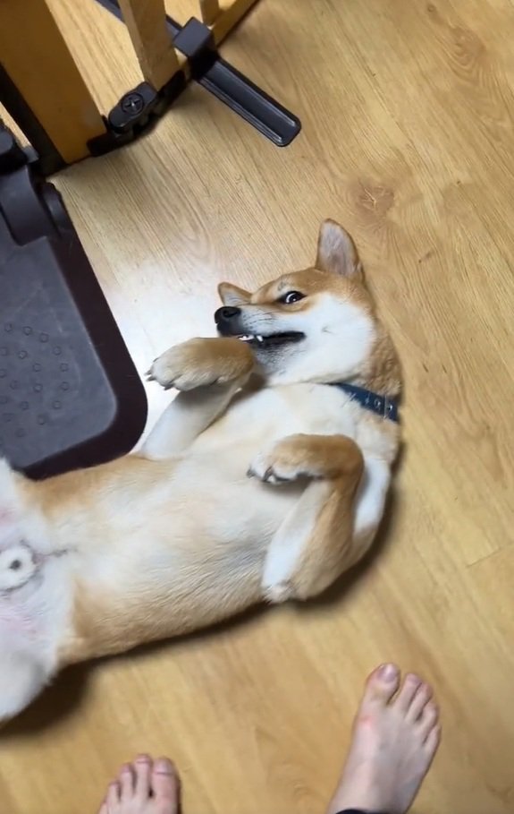 ヘソ天のじろうくん