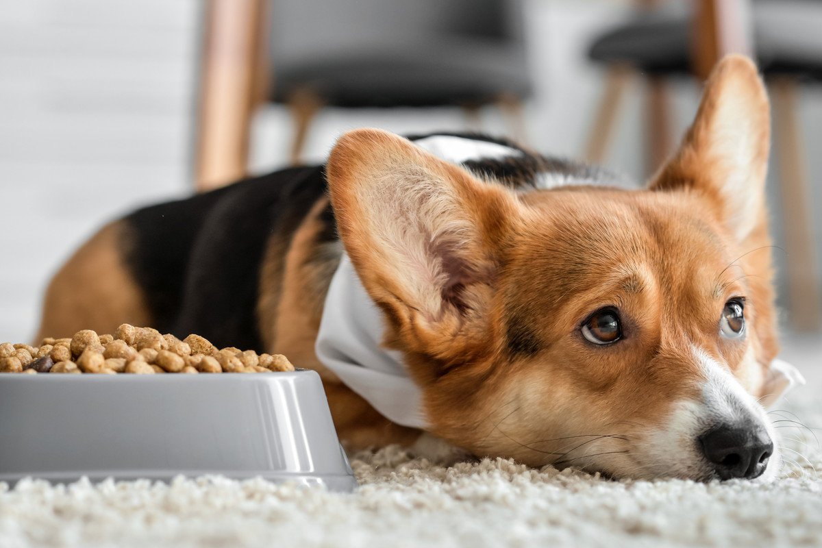 犬も天候によって体調を崩すことがあるの?気圧の変化による注意すべき症状とは