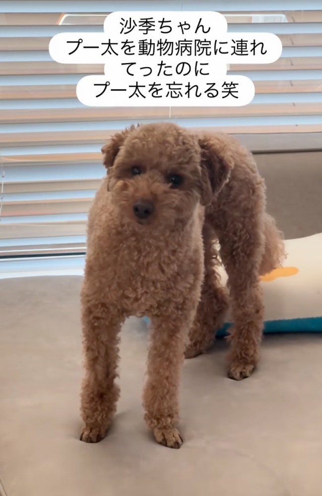 ソファの上に佇む犬