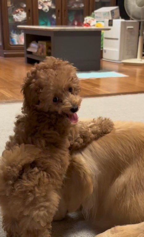 みるくちゃんと蘭ちゃん3