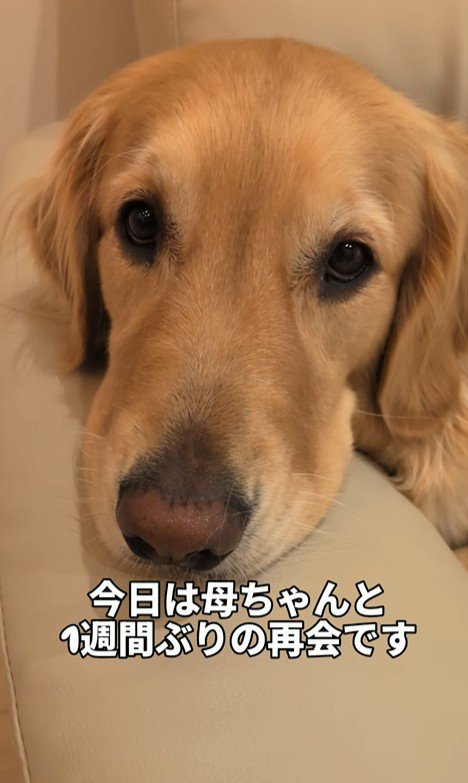 まるちゃんとママさんの再会2