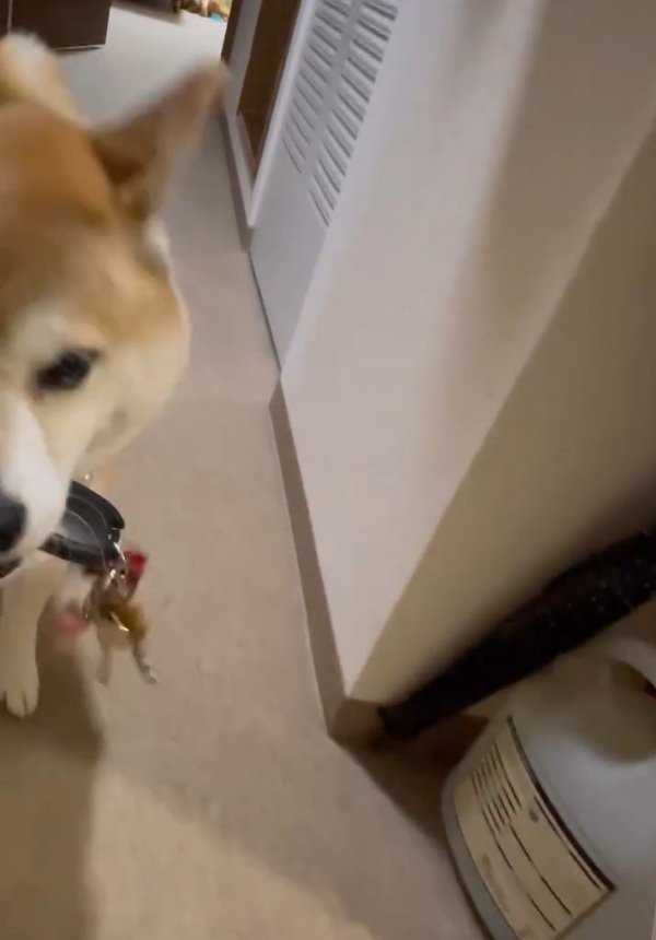 アップのまるちゃん