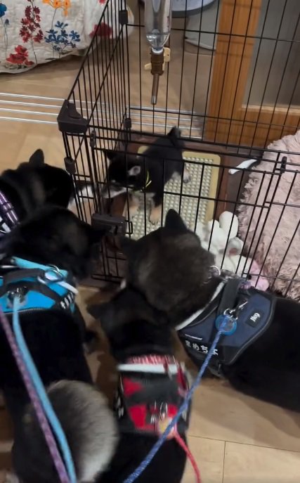 集まる柴犬たち