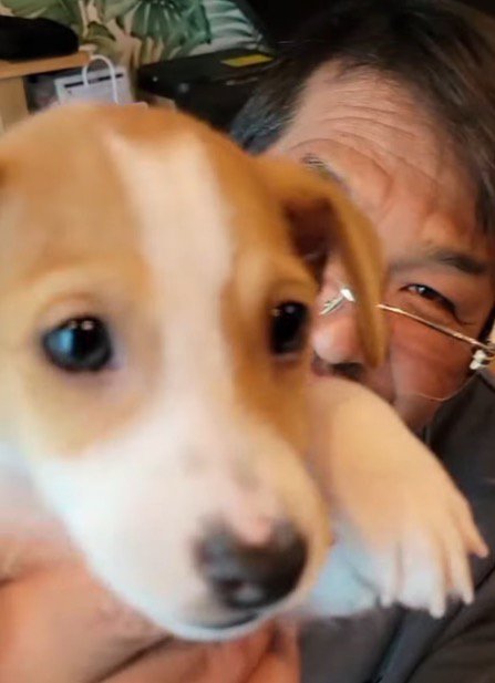 男性に抱っこされて周りを見渡す子犬