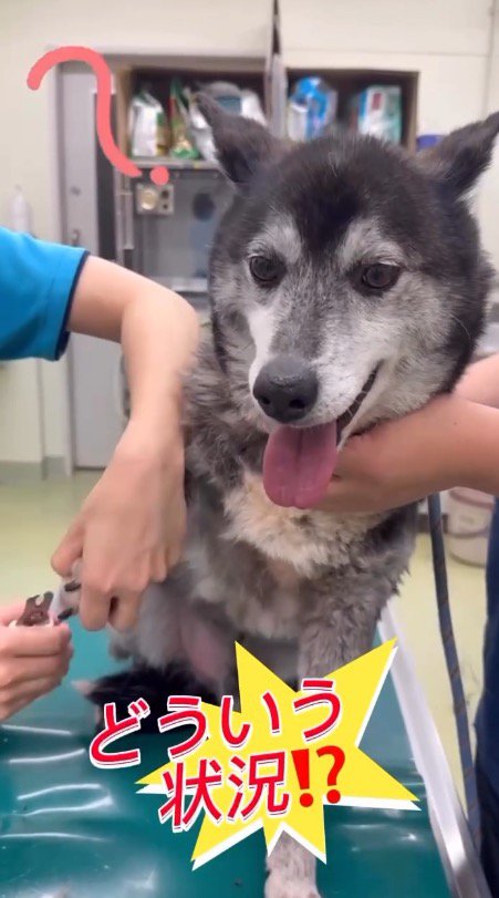 台に乗せられ爪切りをされる犬