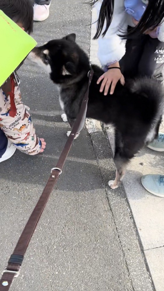 小学生の顔を嗅ぐ黒柴