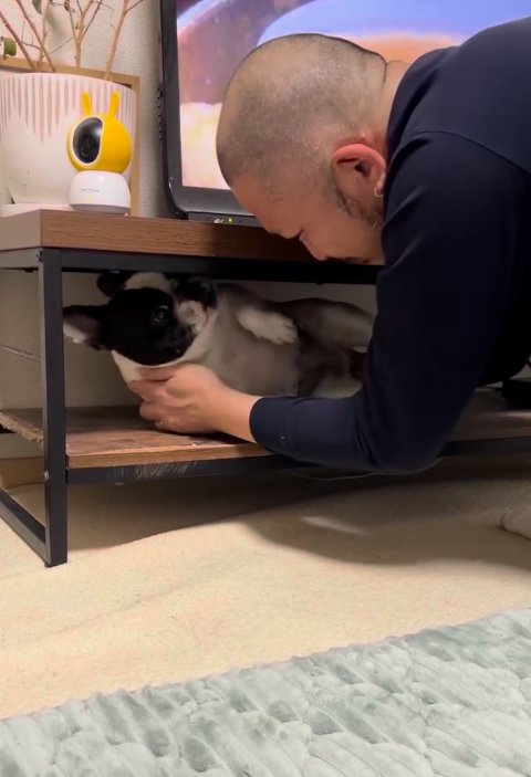 テレビ台の中の小型犬を捕まえる飼い主