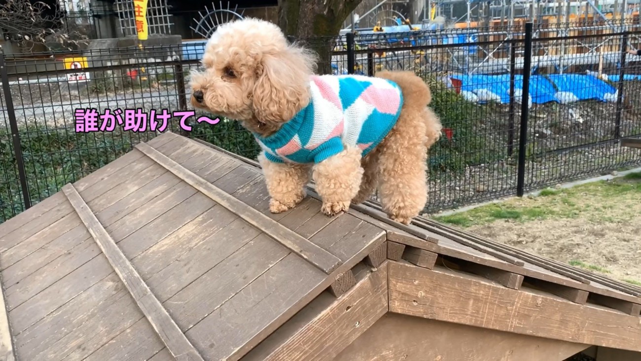 怖くてフリーズ！