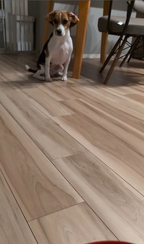 ペルルちゃんの「待て」