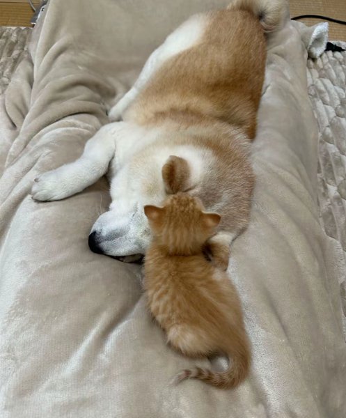 眠る犬と猫5