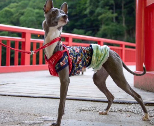 イノシシに襲われた