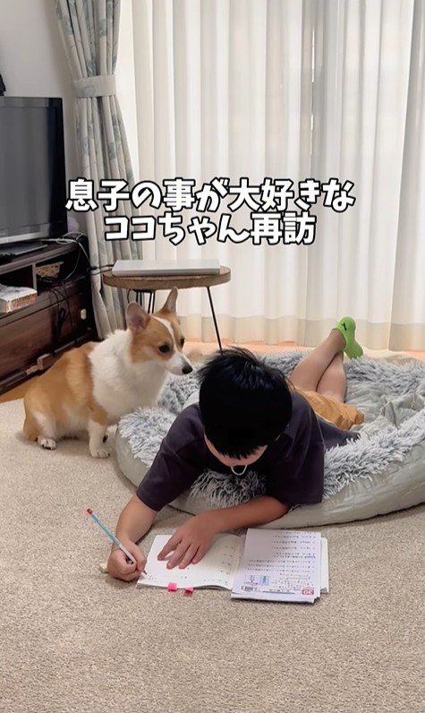 宿題中の男の子とココちゃん6