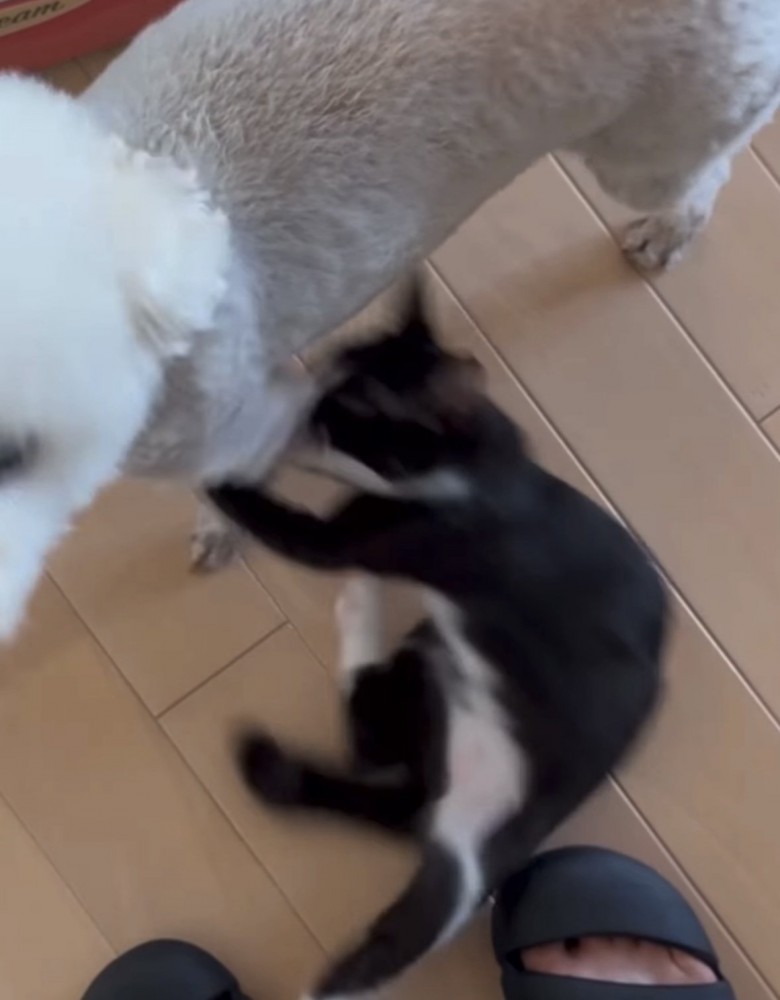 犬の足を攻撃する猫
