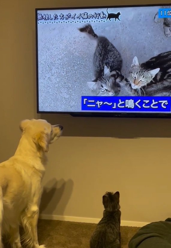 テレビを見る2匹2