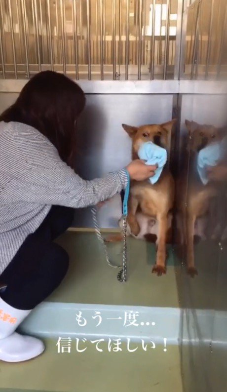 怯えた目で女性を見る茶色い犬