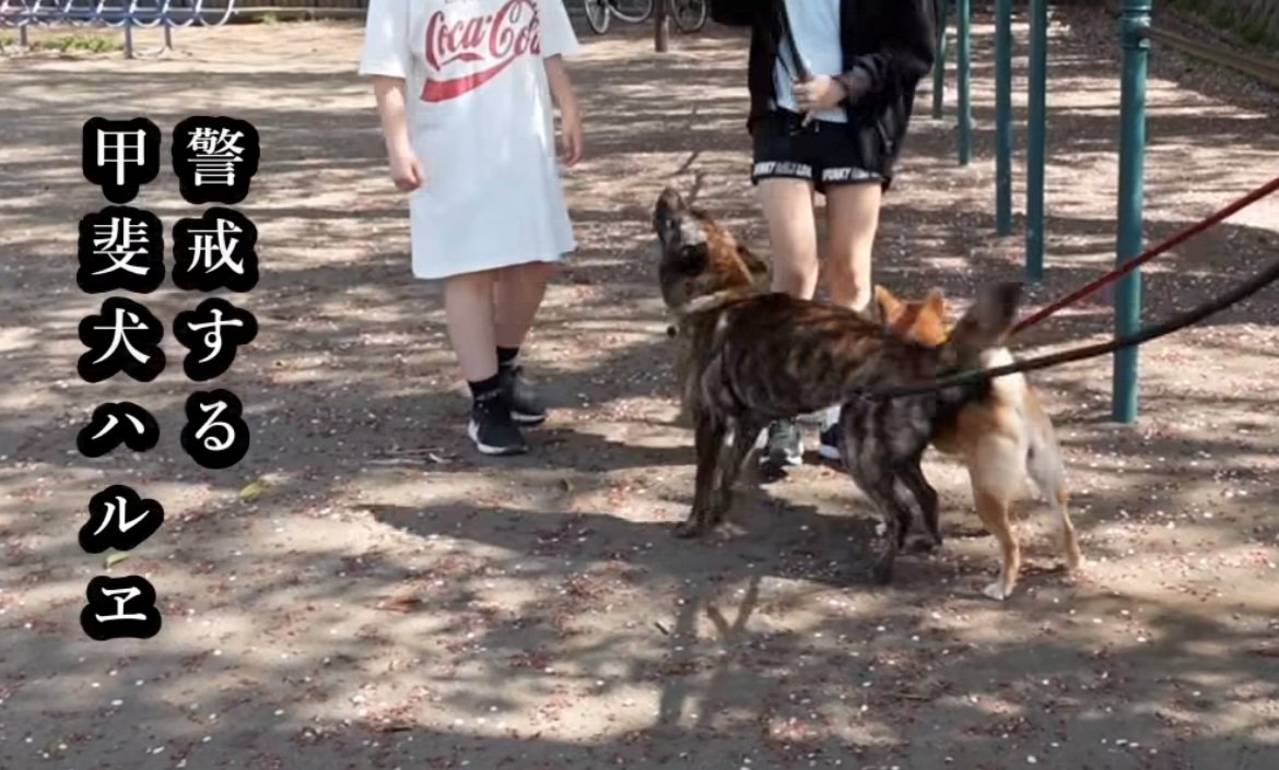 散歩中に人へ警戒する犬