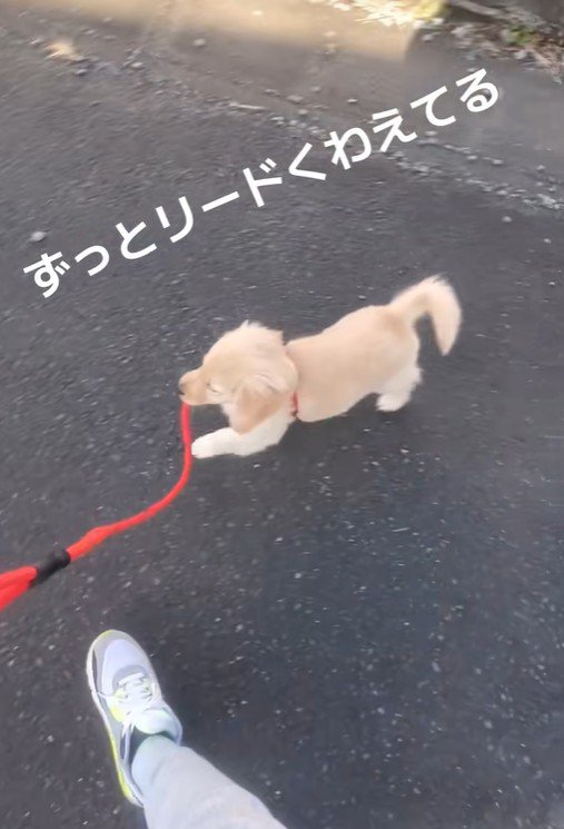 飼い主さんに従ってくれました