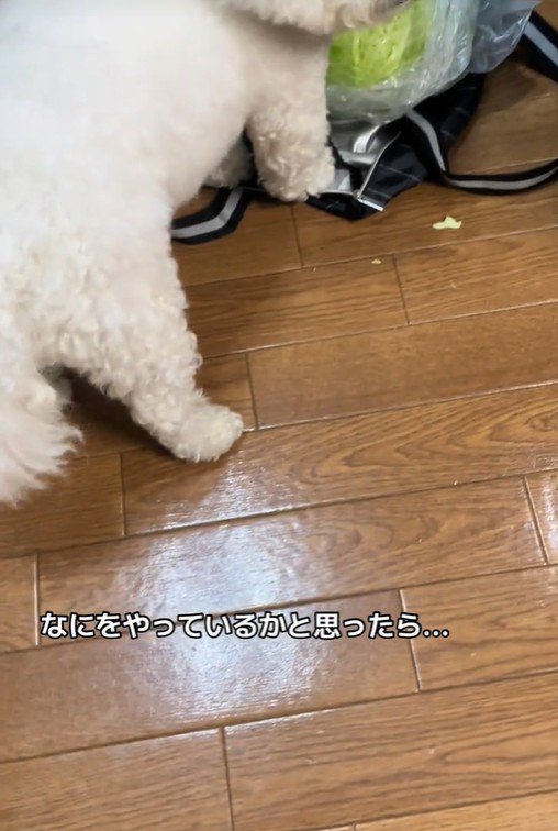 おから君の行動