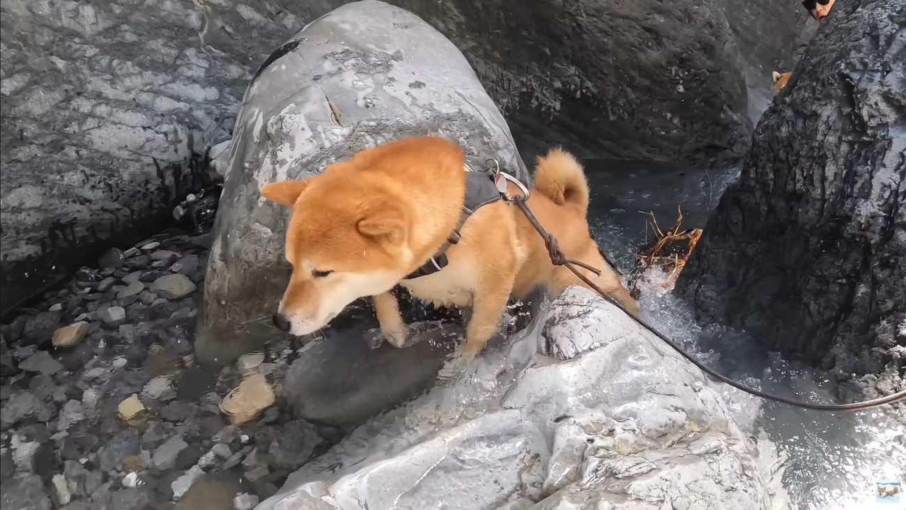 ナラちゃんとソラくんの沢登り5