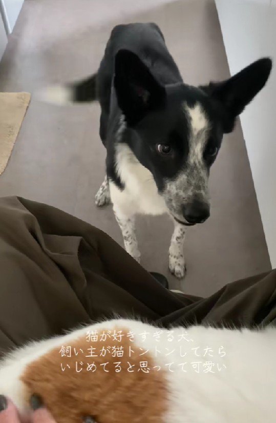 愛猫家のくろごまちゃんでした♡