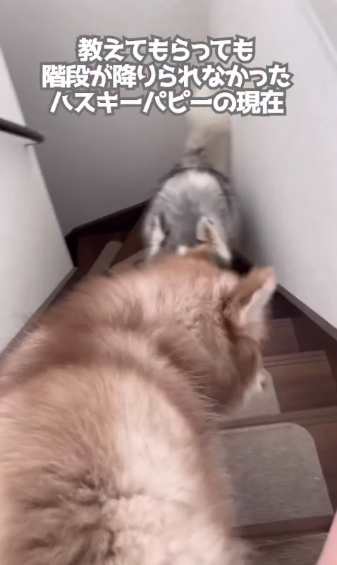 階段が降りられない赤ちゃん犬