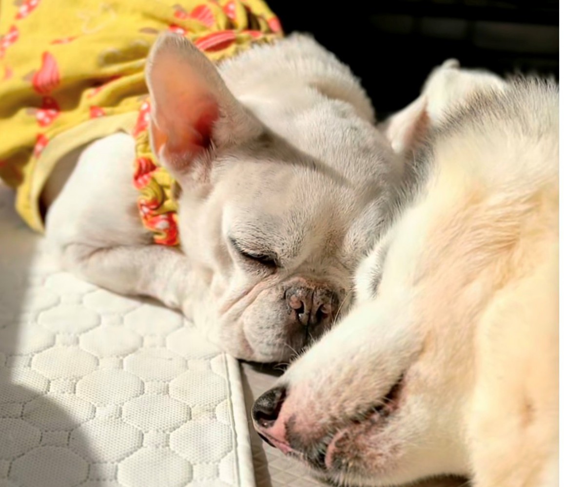 ぴったり寄り添って眠る2匹の犬