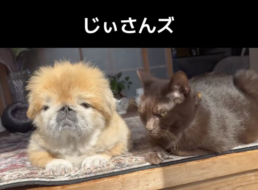 日が当たってぬっくぬく