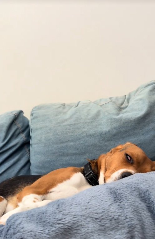 寝ている中型犬