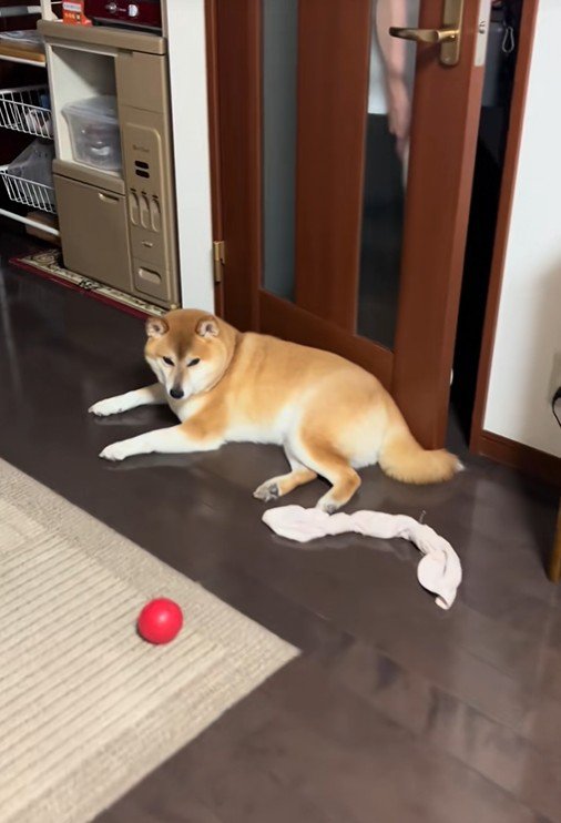 ドアの前を塞ぐはるくん