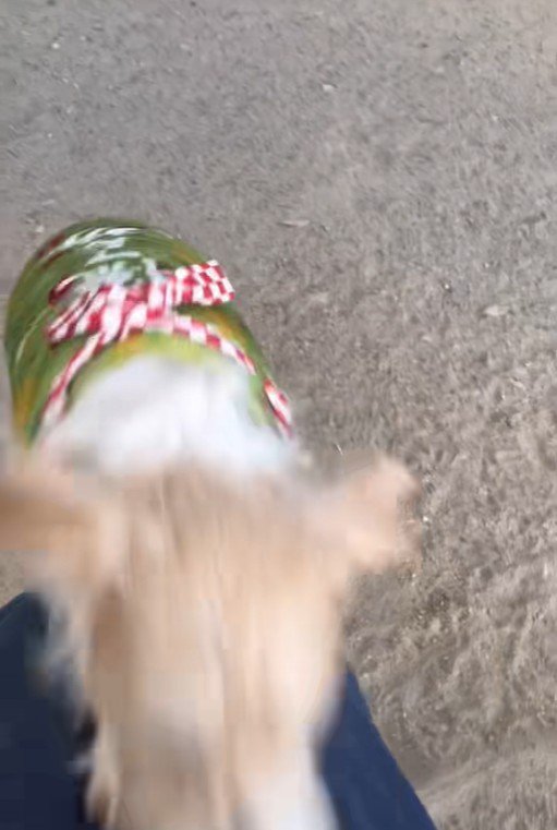 サフランちゃんの予想外の行動⑩