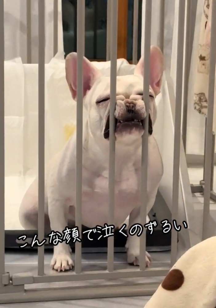 柵に顔を押し付ける犬