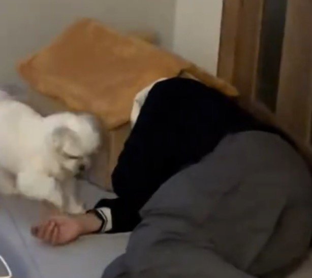 犬のハウスに頭を入れる飼い主