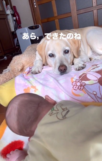 ベビーシッターのベルちゃん