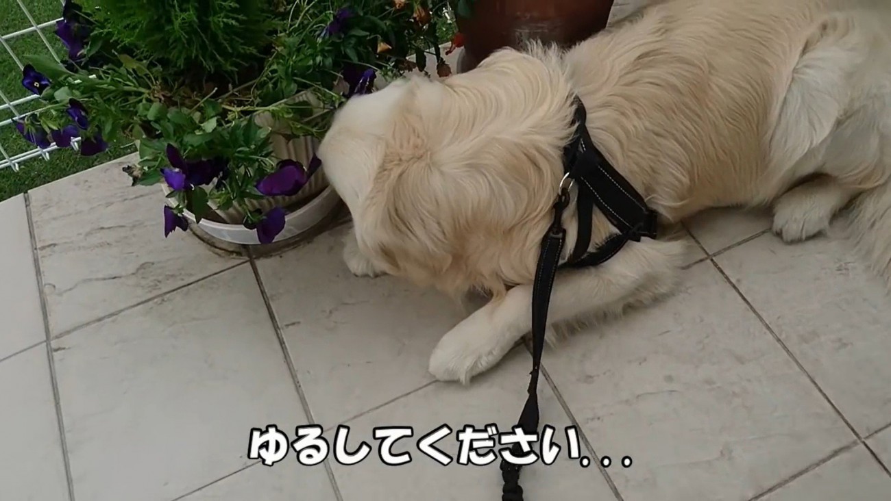 病院を嫌がるギンちゃん⑩